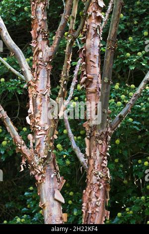 Paperbark maple (Acer griseum), trunk in front of common ivy (Hedera helix), Ueberlingen, Baden-Wuerttemberg, Germany Stock Photo