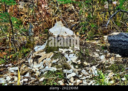 A tree that has been cut by beavers in rural Alberta Canada. Stock Photo