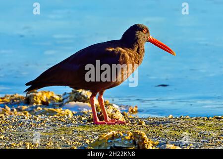 A Black Oystercatcher shorebird (Haematopus bachmani)  in the early morning light foraging along the shore of Vancouver Island British Columbia Canada Stock Photo
