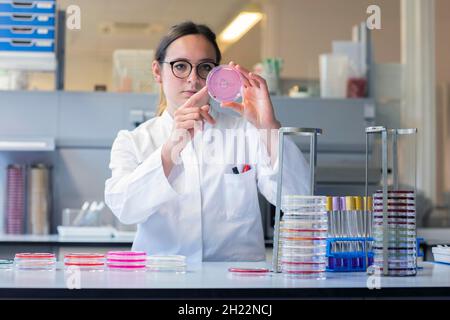 Lab technician with sample in petri dish working in a lab with lab equipment, Freiburg, Baden-Wuerttemberg, Germany Stock Photo