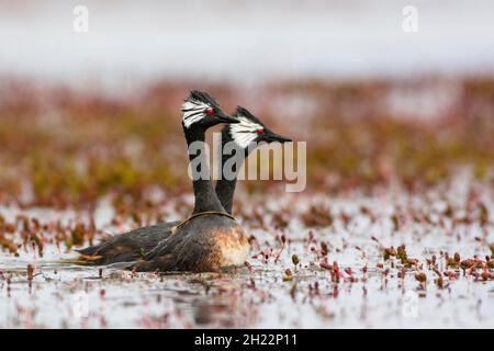 Pebble Island, Rolland grebe (Rollandia rolland), Falkland Islands, United Kingdom Stock Photo