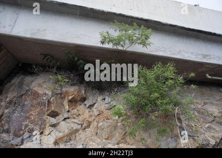 Tree under Bridge Stock Photo