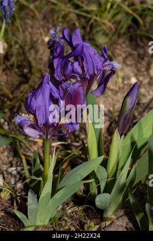 Pygmy iris (Iris pumila) Stock Photo