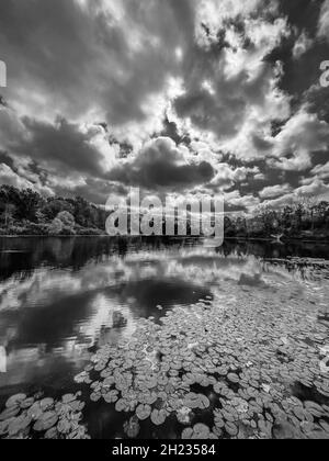 Grayscale shot of a lake with lotuses on it under a cloudy sky in the daylight Stock Photo