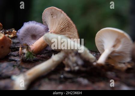 Nidderau, Germany. 15th Oct, 2021. Mushrooms, among others violet lacquer funnel (l) and red-brown milkling (r) lie on a tree trunk during a mushroom course of the mushroom school Hessen. Credit: Sebastian Gollnow/dpa/Alamy Live News Stock Photo