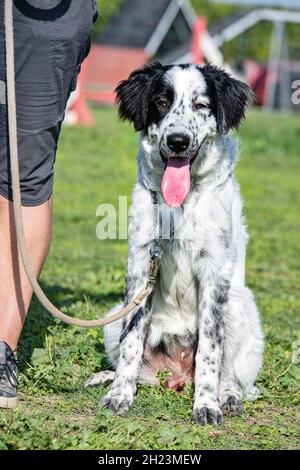 young Tornjak in a training of obedience with owner Stock Photo