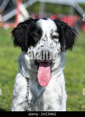 young Tornjak in a training of obedience with owner Stock Photo