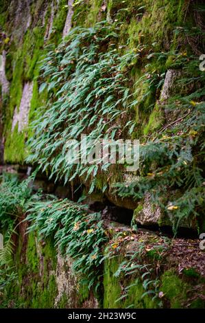 fern Struthiopteris spicant on a granite rock in the valley aisttal in the upper austrian region muehlviertel Stock Photo