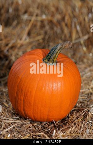 Halloween pumpkin on hay in rustic style. Single ripe orange field pumpkin on sunny autumn day. Copy space Stock Photo