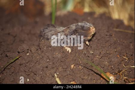 The Middle East blind mole-rat or Palestine mole-rat (Spalax ehrenbergi) (also known as Nannospalax ehrenbergi) is a species of rodent in the family S Stock Photo