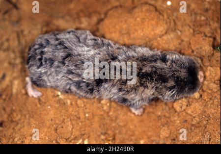 The Middle East blind mole-rat or Palestine mole-rat (Spalax ehrenbergi) (also known as Nannospalax ehrenbergi) is a species of rodent in the family S Stock Photo