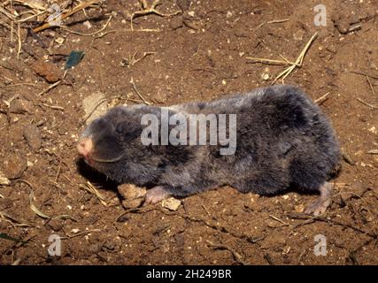 The Middle East blind mole-rat or Palestine mole-rat (Spalax ehrenbergi) (also known as Nannospalax ehrenbergi) is a species of rodent in the family S Stock Photo