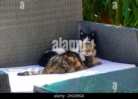 Two cats sitting together at the small tourist resort of Baska, Baška on the island of Krk, Croatia Stock Photo