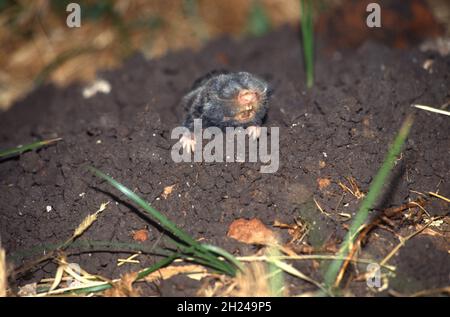 The Middle East blind mole-rat or Palestine mole-rat (Spalax ehrenbergi) (also known as Nannospalax ehrenbergi) is a species of rodent in the family S Stock Photo