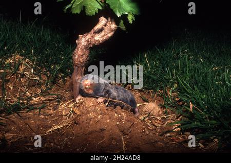 The Middle East blind mole-rat or Palestine mole-rat (Spalax ehrenbergi) (also known as Nannospalax ehrenbergi) is a species of rodent in the family S Stock Photo