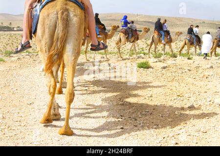 Israel, Negev Desert, Mamshit the Nabataean city of Memphis, re-enactment on the life in the Nabatean period. Tourists ride a camel convoy following t Stock Photo