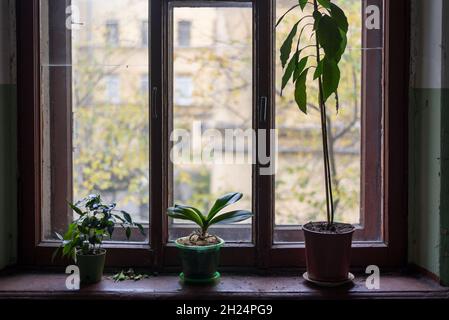 House plants in pots on old wooden windowsill Stock Photo