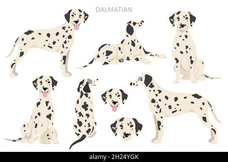 Dalmatian dogs clipart. Different poses, coat colors set. Vector ...