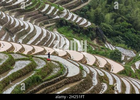 A farmer works to clear the rice paddies in the Ping'an section of the Longshen rice terraces in China. Stock Photo