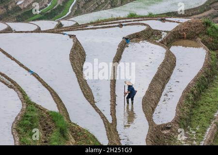 A farmer works to clear the rice paddies in the Ping'an section of the Longshen rice terraces in China. Stock Photo