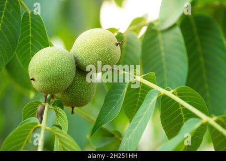 Unripe walnuts on the tree. Stock Photo