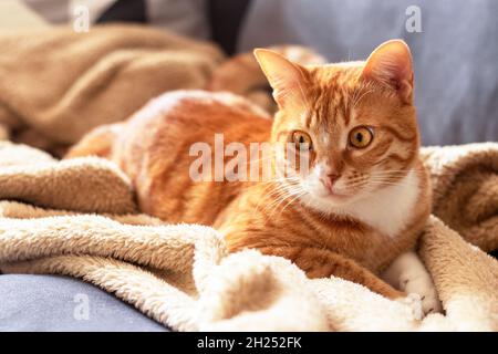 Domestic tabby cat lying on the bed. Stock Photo
