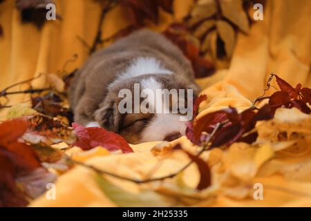 One month old Australian Shepherd puppy lies and sleeps on yellow blanket among red bright autumn fallen leaves. Aussie red tricolor with white stripe Stock Photo