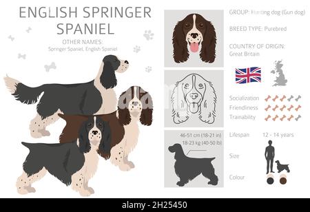 English springer spaniel clipart. Different poses, coat colors set.  Vector illustration Stock Vector