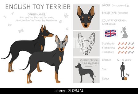 English toy outlet terrier size