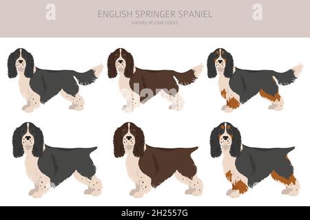 English springer spaniel clipart. Different poses, coat colors set.  Vector illustration Stock Vector
