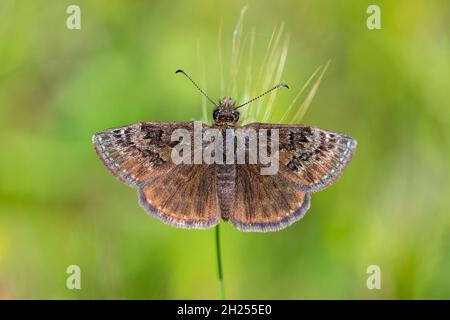 Day butterfly perched on flower, Erynnis tages. Stock Photo