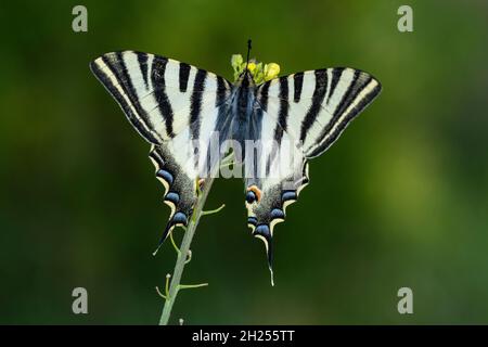 Day butterfly perched on flower, Iphiclides feisthamelii Stock Photo