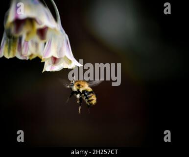 Bumble bee approaching a Sicilian Honey Garlic (Nectaroscordum siculum) flower, set in an English country garden Stock Photo
