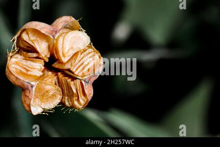 Snake head fritillary seeds viewed from above in seed pod, showing the seeds ready to scatter - taken in situ. Copy space available Stock Photo