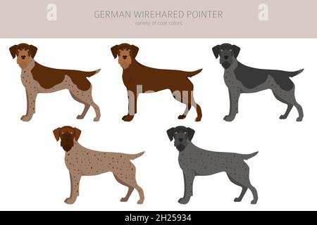 German wirehaired pointer clipart. Different poses, coat colors set ...