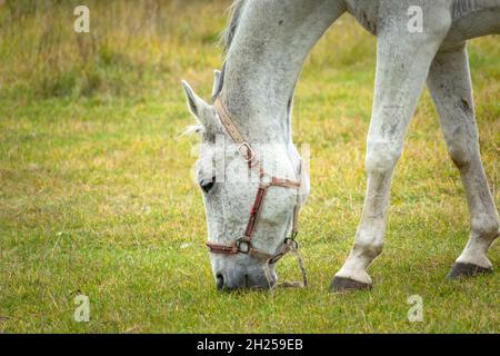 Leaning white horse eating grass in a pasture, October day Stock Photo