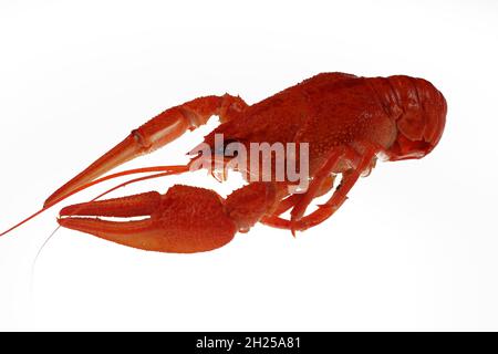 boiled red crayfish isolated on white background Stock Photo