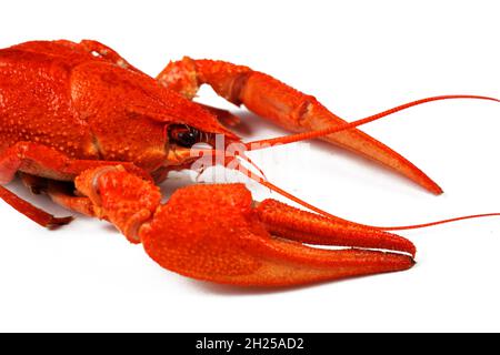 boiled red crayfish isolated on white background Stock Photo