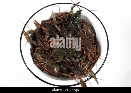 live crayfish in a white bowl on a white background Stock Photo