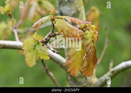 English oak (Quercus robur) leaves developing, unfolding and expanding with red tint towards the margins   in spring, Berkshire, April Stock Photo