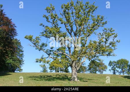 An English or European oak (Quercus robur) tree in late summer wth sparse foliage weakened by disease or drounght, Berkshire, September Stock Photo