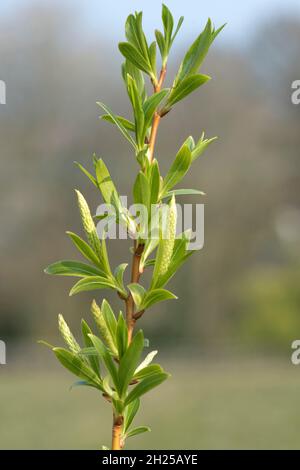 Golden willow (Salix alba 'Vitellina') shoot with young leaves in spring, flowers / catkins beginning to form, Berkshire, April Stock Photo