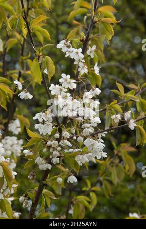 Delicate flowers of wild cherry (Prunus avium) with young leaves with a reddish green colour in spring, Berkshire, April Stock Photo