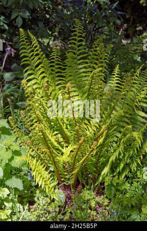 Male fern (Dryopteris filix-mas) forming a 'shuttlecock' of bipinnate leaves in a dappled shade in a garden, Berkshire, June Stock Photo