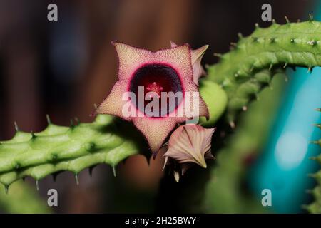 Close of red dragon flower, huernia schneideriana, a succulent from the huernia family. Stock Photo