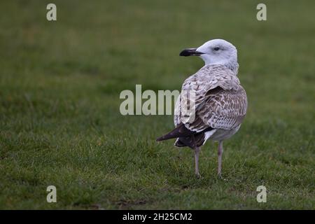 Caspian Gull (Larus cachinnans) Cromer Norfolk GB UK October 2021 Stock Photo