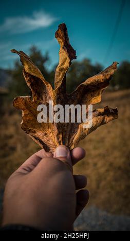 A person holding in his hand a dry leaf that fell from a tree in the fall Stock Photo