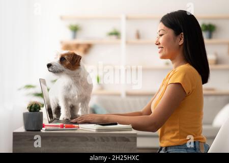 Young korean woman using laptop, sitting at table with dog Stock Photo