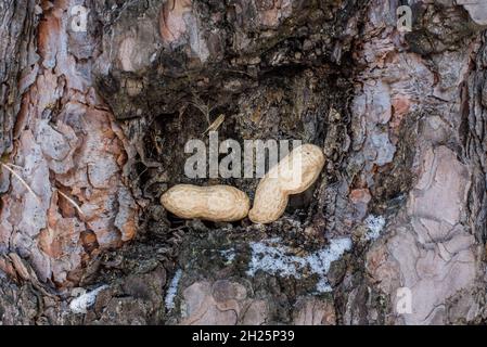Nuts for Squirrel in the tree bark. Winter feeding Stock Photo