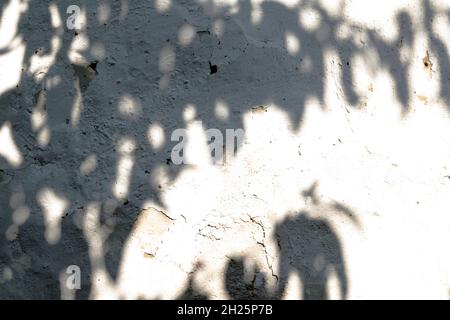 Leaves shadow with harsh light on an old cracked, plastered wall. Hard shadows on a white background. Stock Photo